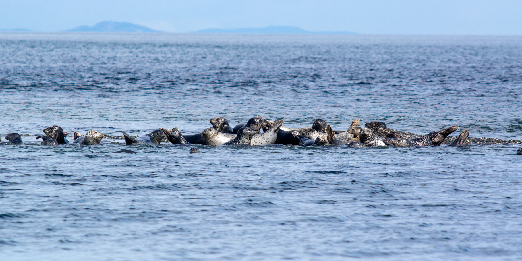 Harbor Seals, Tide FWS.gov